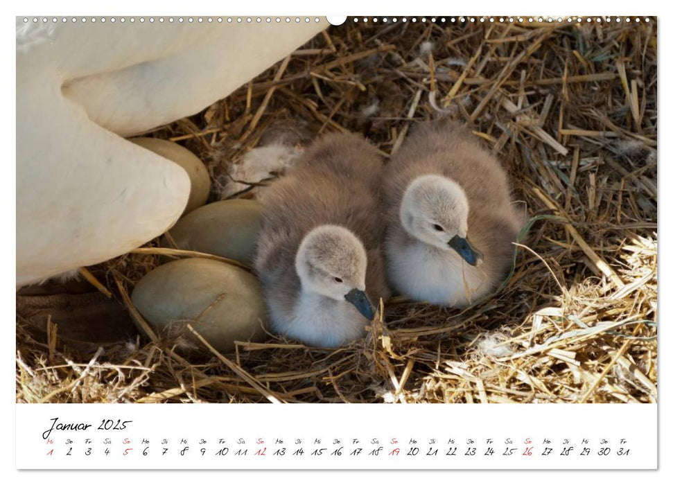 Das Küken wird zum Schwan (CALVENDO Premium Wandkalender 2025)