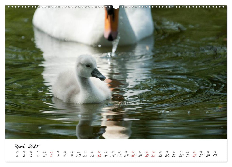 Das Küken wird zum Schwan (CALVENDO Premium Wandkalender 2025)