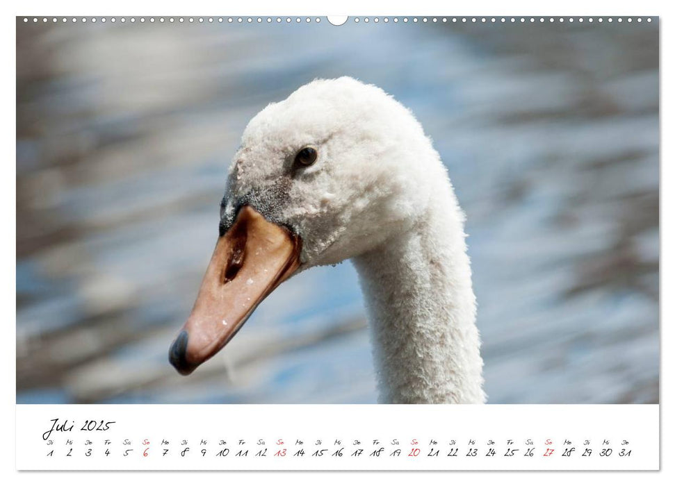 Das Küken wird zum Schwan (CALVENDO Premium Wandkalender 2025)