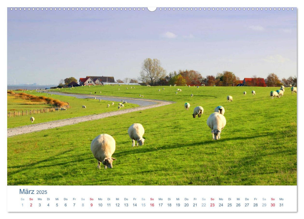 Schafe am Deich 2025. Tierische Impressionen von der Nordseeküste (CALVENDO Premium Wandkalender 2025)