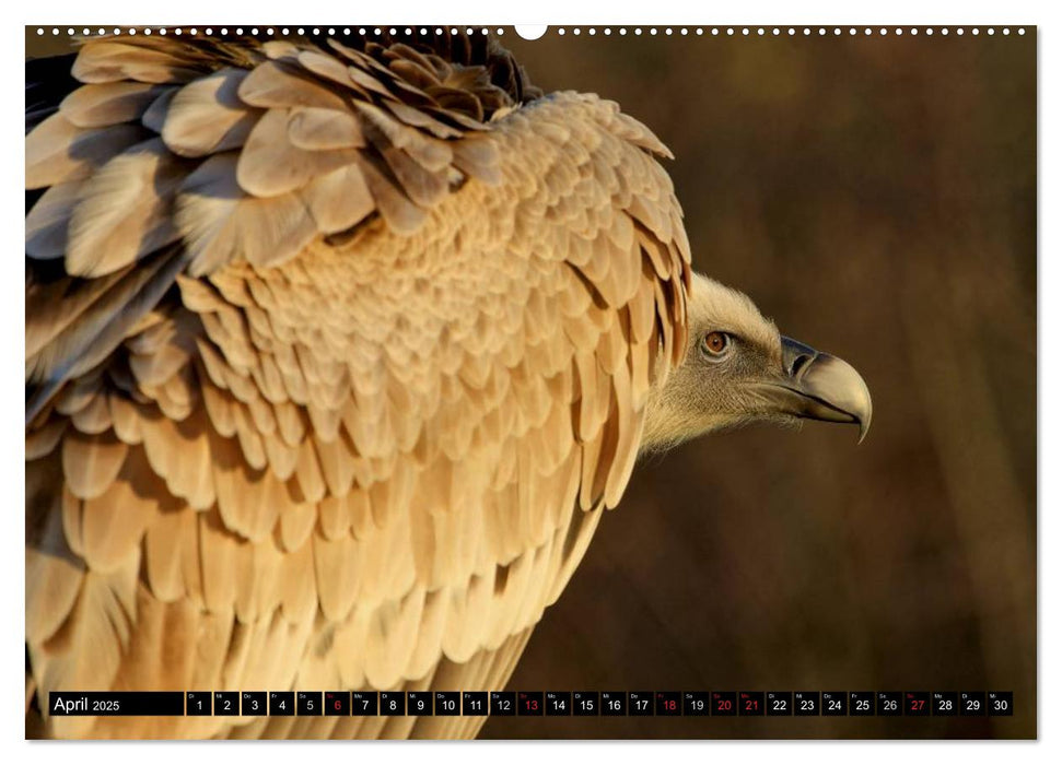 Adler und Greife - Könige des Himmels (CALVENDO Premium Wandkalender 2025)