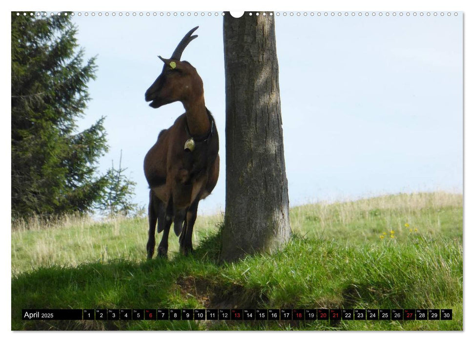 Faszination Österreich - Salzburger Land und Bergseen (CALVENDO Premium Wandkalender 2025)