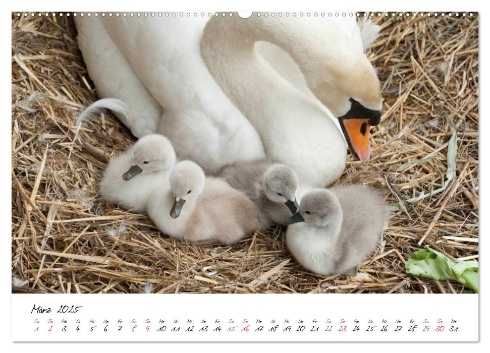 Vom Küken zum Schwan (CALVENDO Premium Wandkalender 2025)