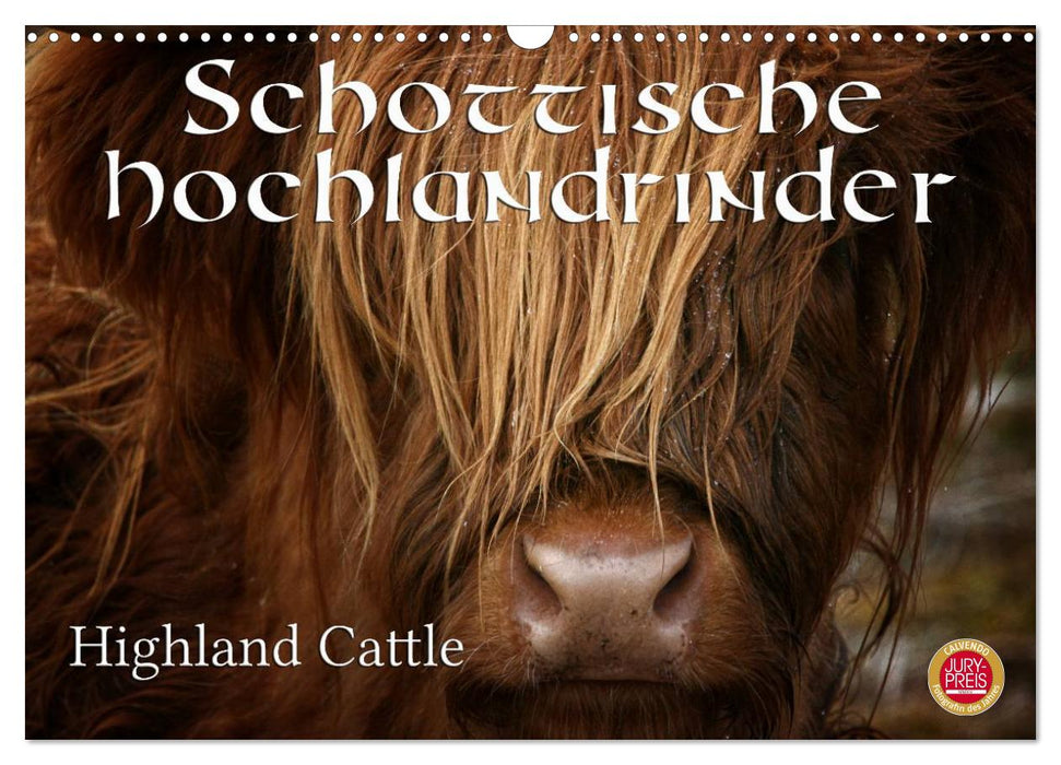 Schottische Hochlandrinder - Highland Cattle (CALVENDO Wandkalender 2025)