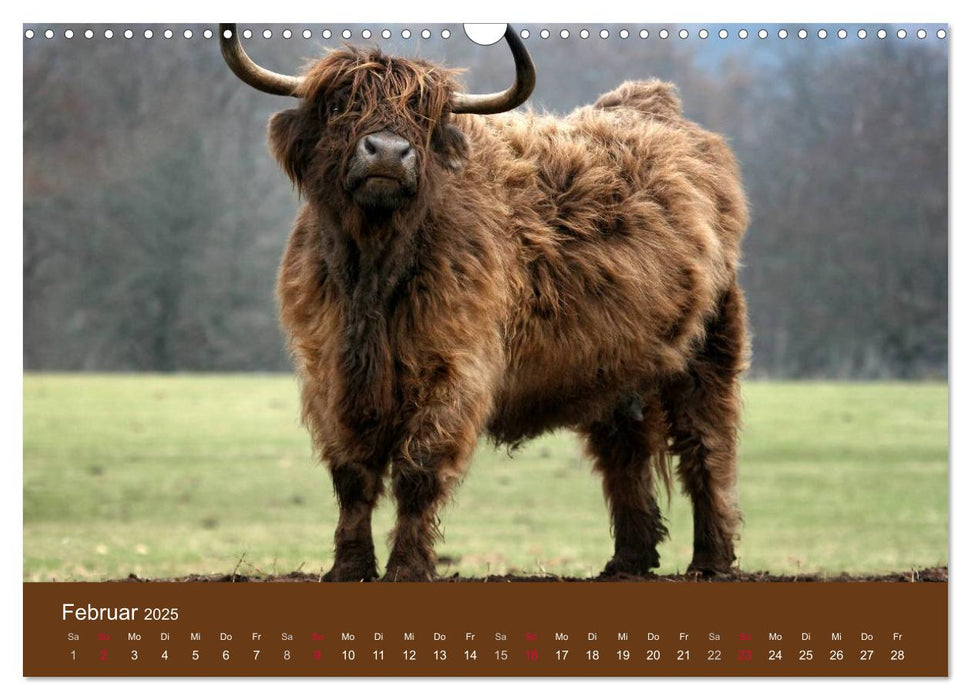 Schottische Hochlandrinder - Highland Cattle (CALVENDO Wandkalender 2025)