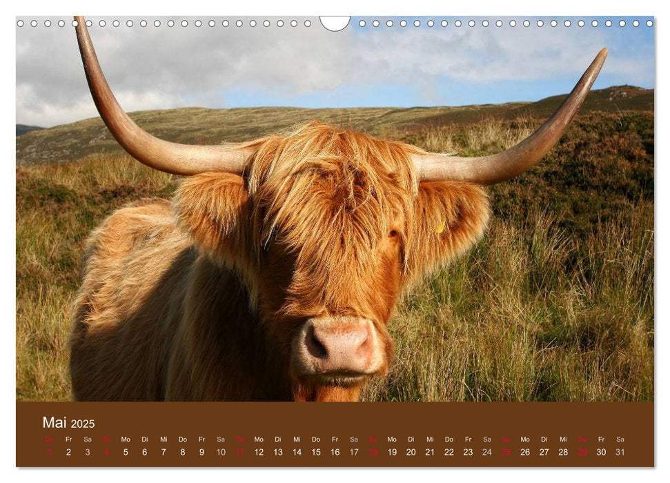 Schottische Hochlandrinder - Highland Cattle (CALVENDO Wandkalender 2025)