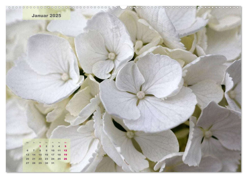 Himmlische Hortensien (CALVENDO Premium Wandkalender 2025)