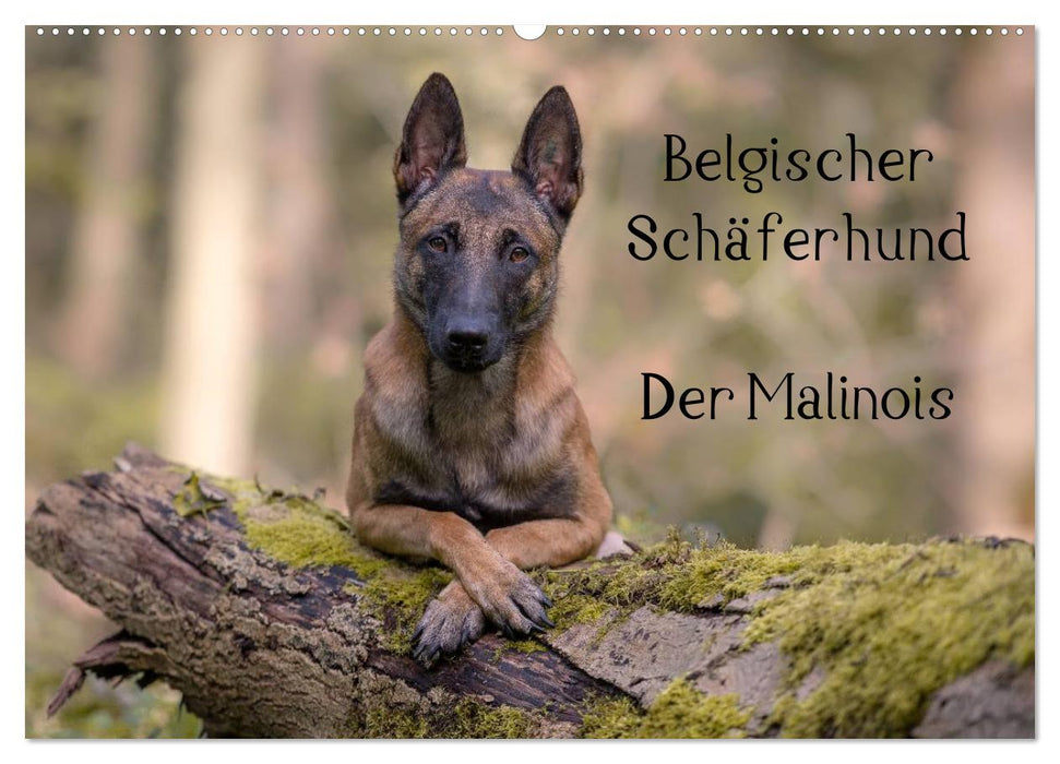 Belgischer Schäferhund - Der Malinois (CALVENDO Wandkalender 2025)