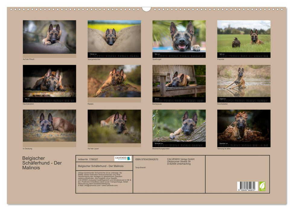 Belgischer Schäferhund - Der Malinois (CALVENDO Wandkalender 2025)