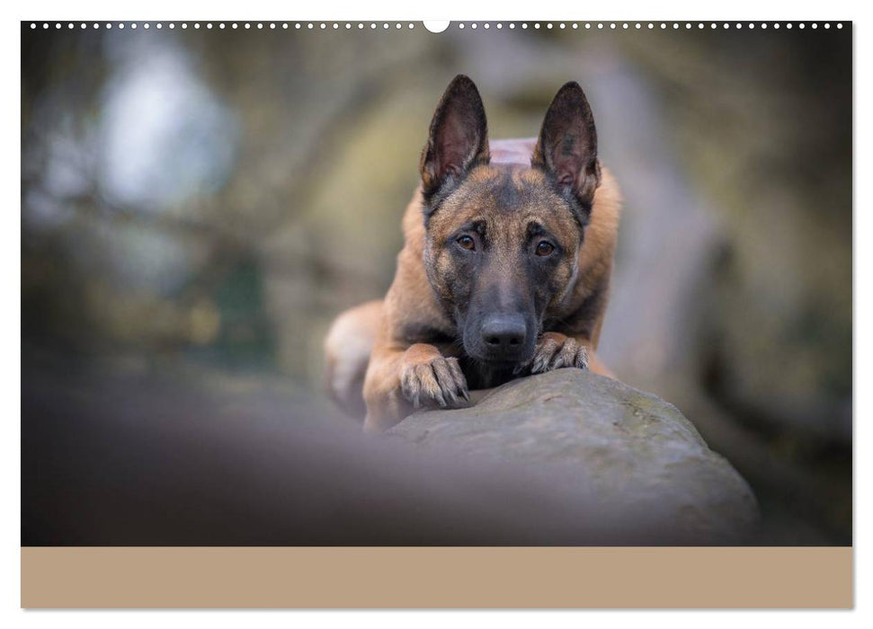 Belgischer Schäferhund - Der Malinois (CALVENDO Wandkalender 2025)