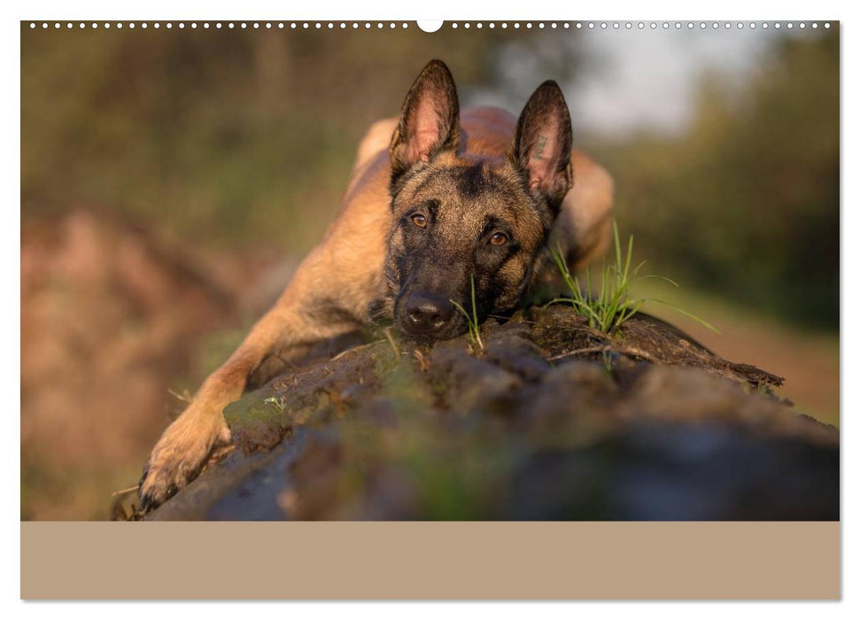 Belgischer Schäferhund - Der Malinois (CALVENDO Wandkalender 2025)