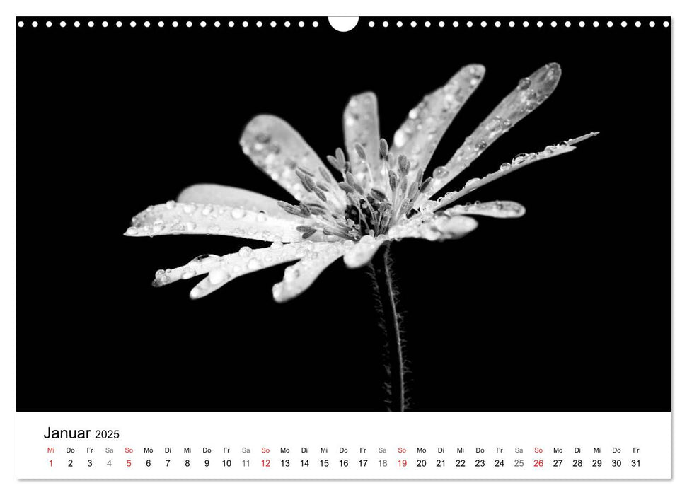 Blumen 2025, Schwarz-Weiß (CALVENDO Wandkalender 2025)