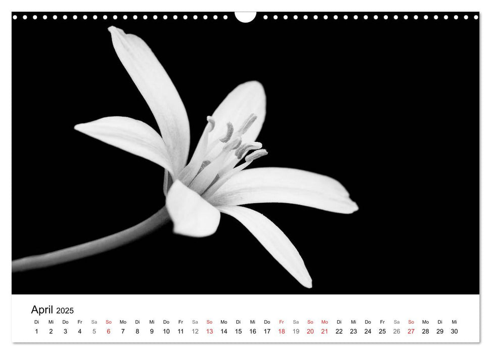 Blumen 2025, Schwarz-Weiß (CALVENDO Wandkalender 2025)