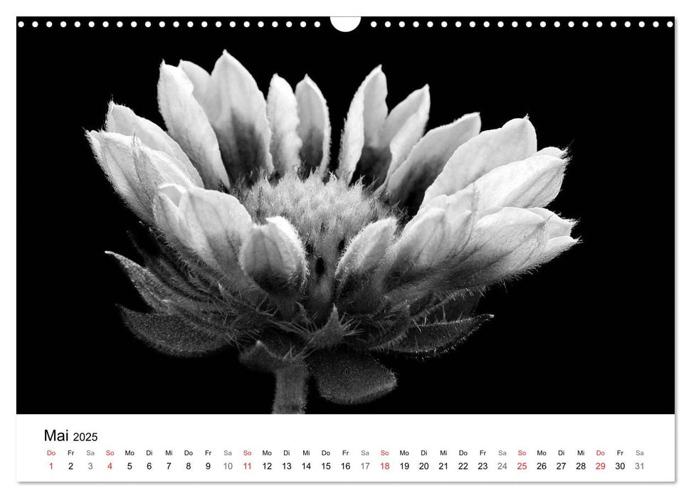 Blumen 2025, Schwarz-Weiß (CALVENDO Wandkalender 2025)