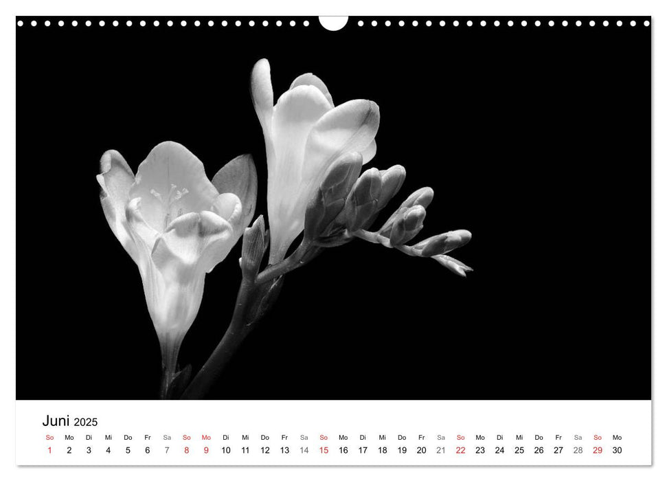 Blumen 2025, Schwarz-Weiß (CALVENDO Wandkalender 2025)