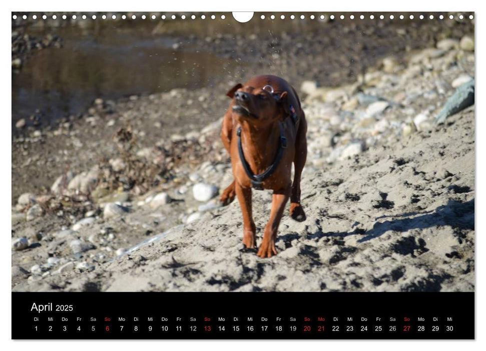 Deutscher Pinscher (CALVENDO Wandkalender 2025)