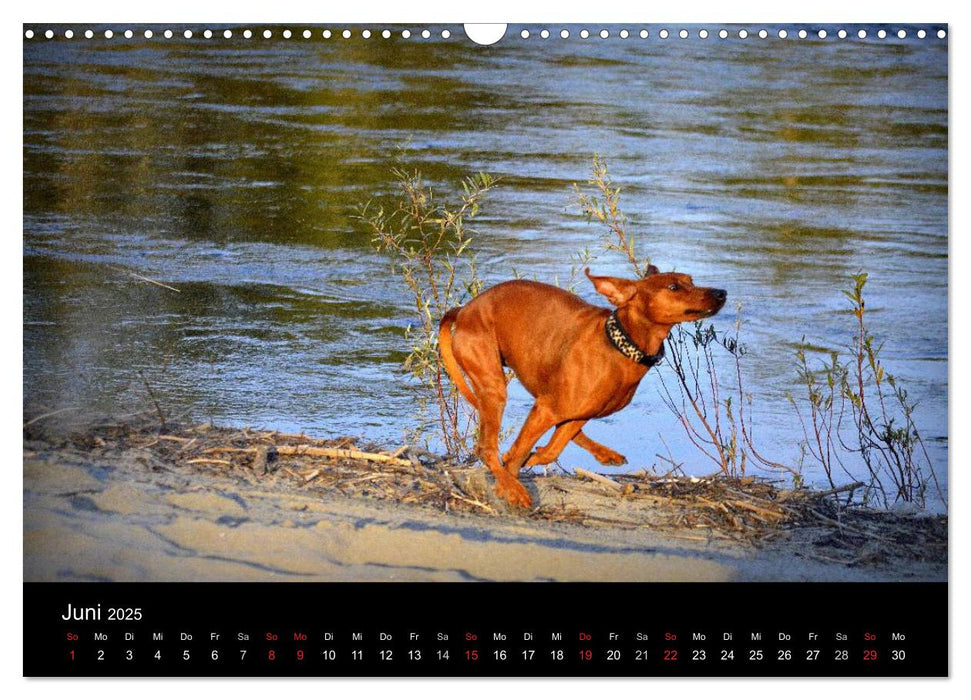 Deutscher Pinscher (CALVENDO Wandkalender 2025)