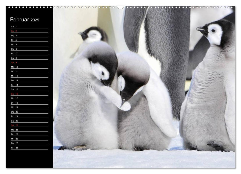 Pinguine - Kaiser- und Königspinguine (CALVENDO Premium Wandkalender 2025)