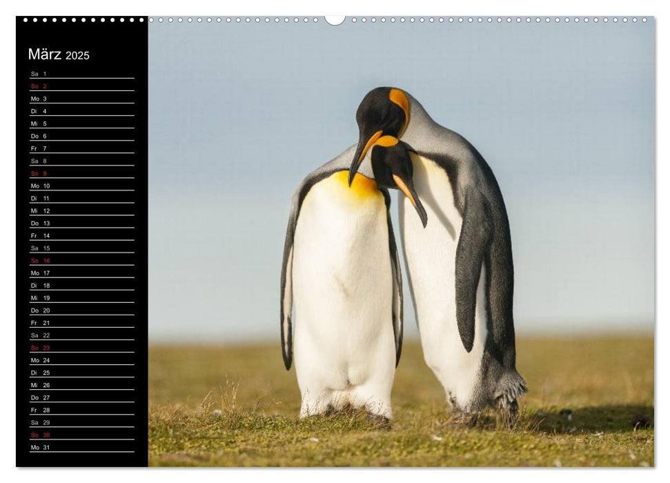 Pinguine - Kaiser- und Königspinguine (CALVENDO Premium Wandkalender 2025)