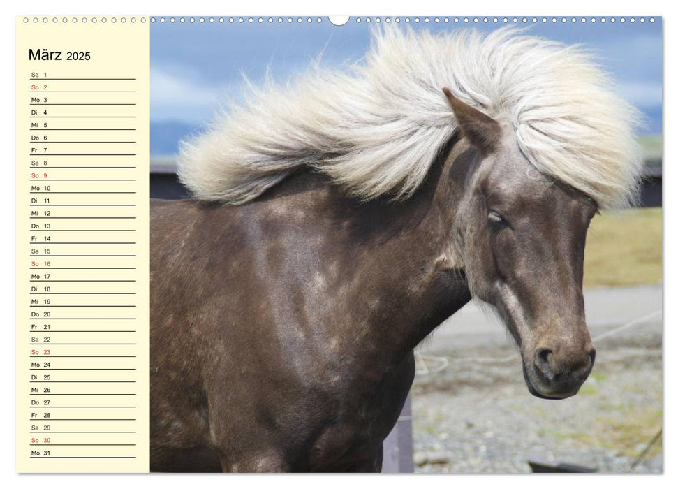 Ponys. Herzensbrecher mit Grips (CALVENDO Premium Wandkalender 2025)