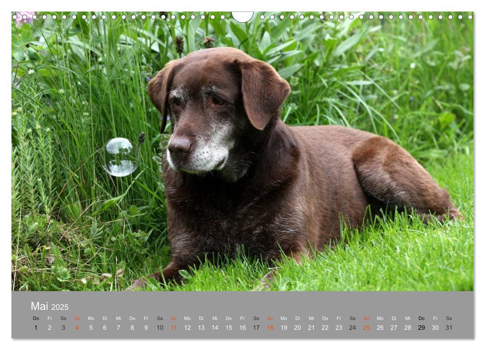 Graue Schnuten - Hunde in den besten Jahren (CALVENDO Wandkalender 2025)