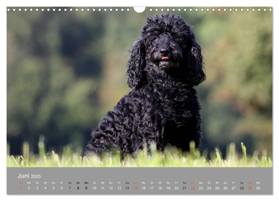 Graue Schnuten - Hunde in den besten Jahren (CALVENDO Wandkalender 2025)