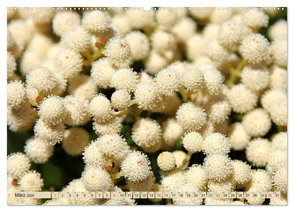 Südafrikas Wildblumen - Blütenpracht in der Kap-Region (CALVENDO Wandkalender 2025)