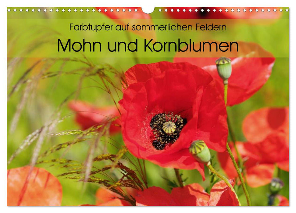 Farbtupfer auf sommerlichen Feldern - Mohn und Kornblumen (CALVENDO Wandkalender 2025)