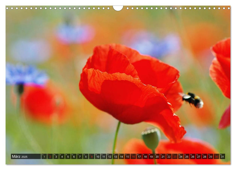 Farbtupfer auf sommerlichen Feldern - Mohn und Kornblumen (CALVENDO Wandkalender 2025)