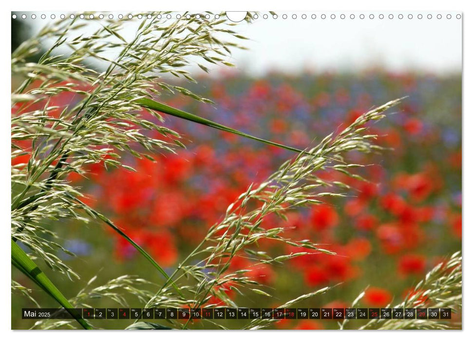 Farbtupfer auf sommerlichen Feldern - Mohn und Kornblumen (CALVENDO Wandkalender 2025)