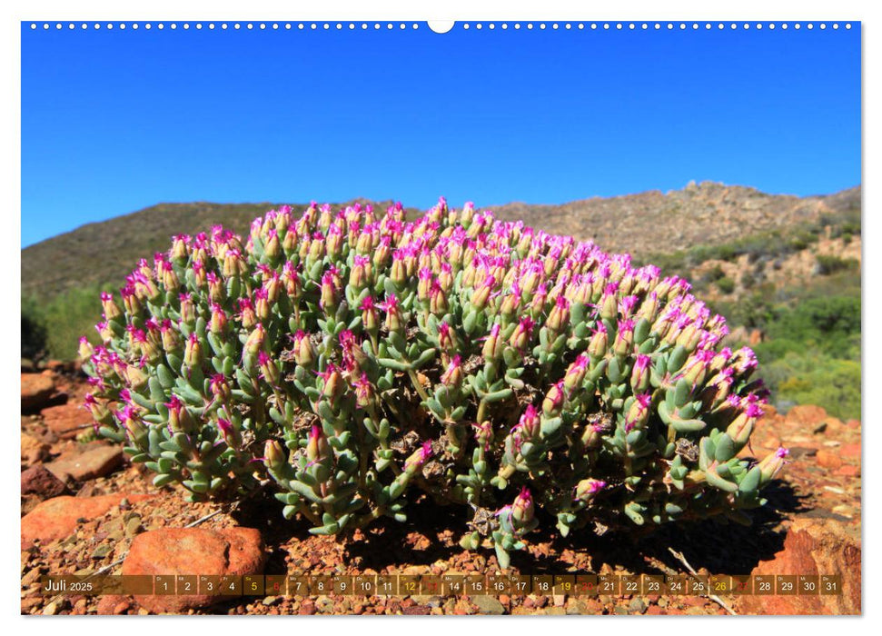 Südafrikas Wildblumen - Blütenpracht in der Kap-Region (CALVENDO Premium Wandkalender 2025)