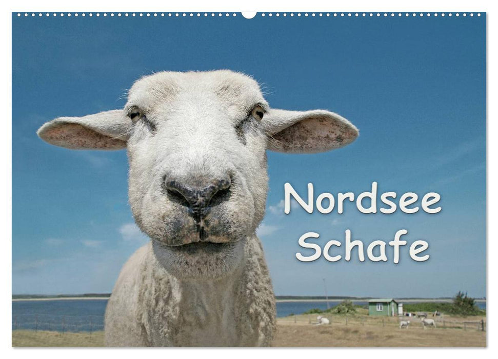 Nordsee Schafe (CALVENDO Wandkalender 2025)