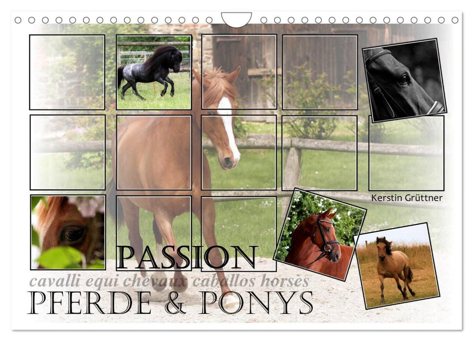 Passion - Pferde und Ponys (CALVENDO Wandkalender 2025)