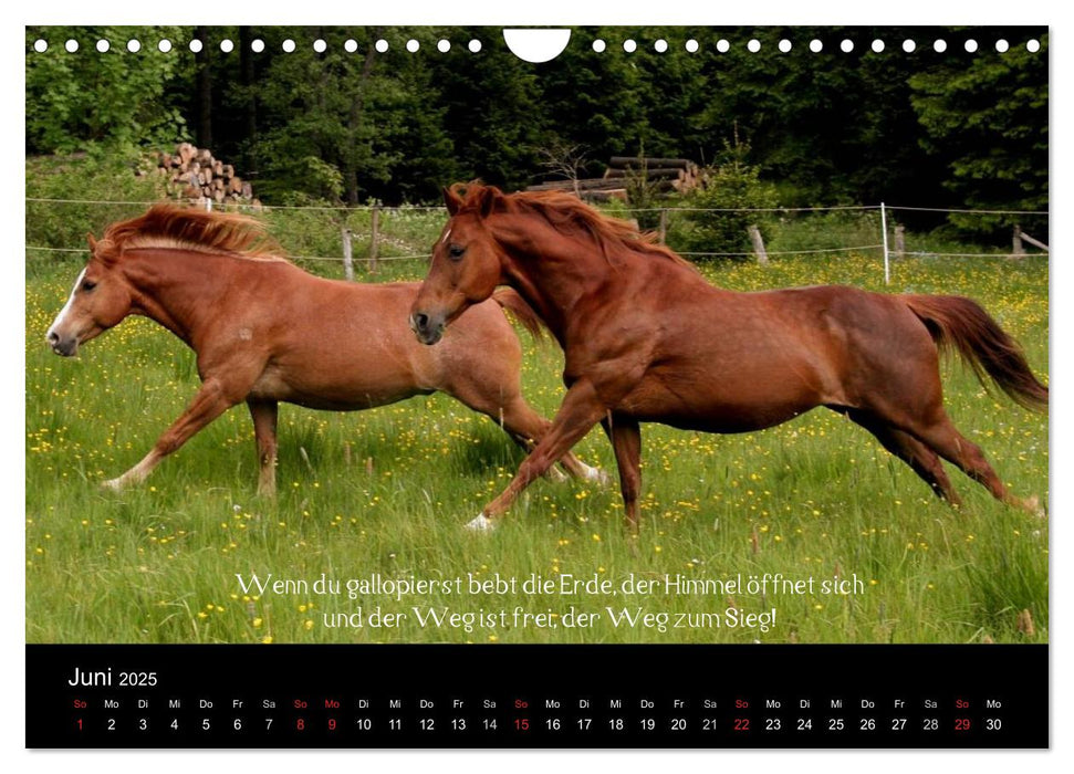 Passion - Pferde und Ponys (CALVENDO Wandkalender 2025)