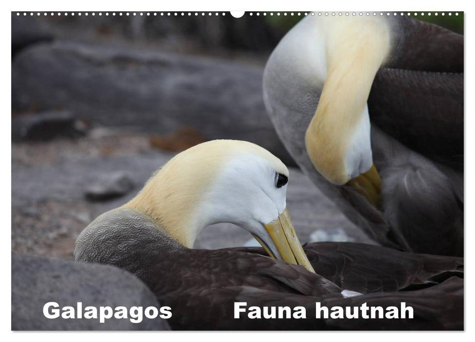 Galapagos. Fauna hautnah (CALVENDO Wandkalender 2025)