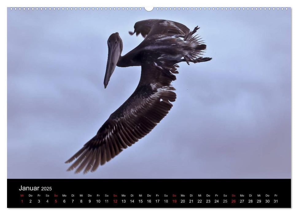 Galapagos. Fauna hautnah (CALVENDO Wandkalender 2025)