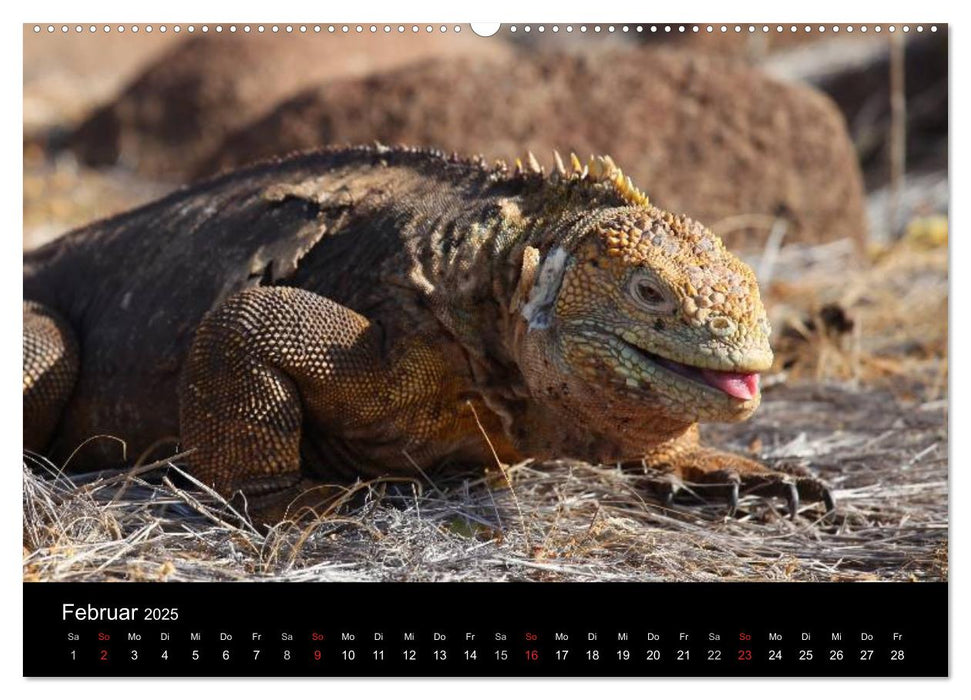 Galapagos. Fauna hautnah (CALVENDO Wandkalender 2025)