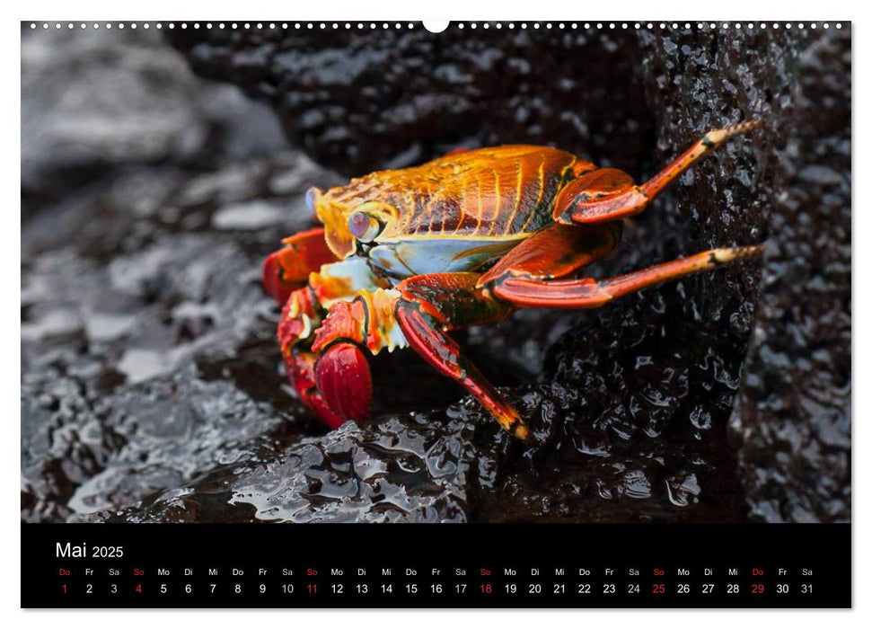 Galapagos. Fauna hautnah (CALVENDO Wandkalender 2025)