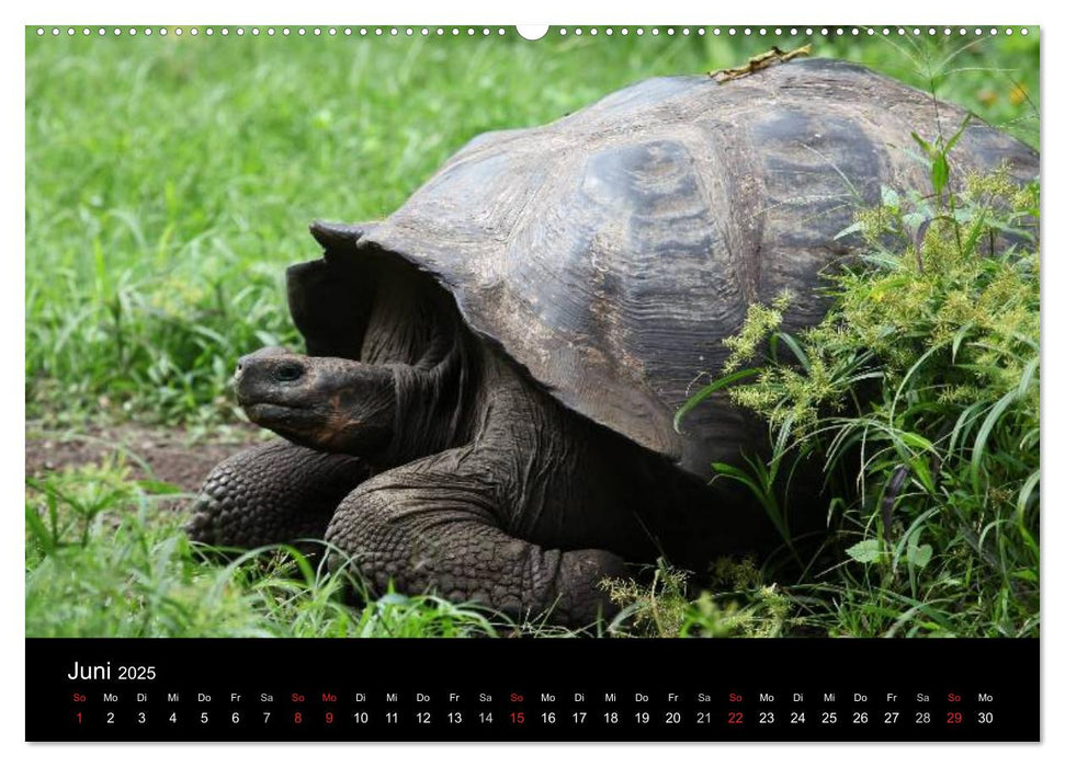 Galapagos. Fauna hautnah (CALVENDO Wandkalender 2025)