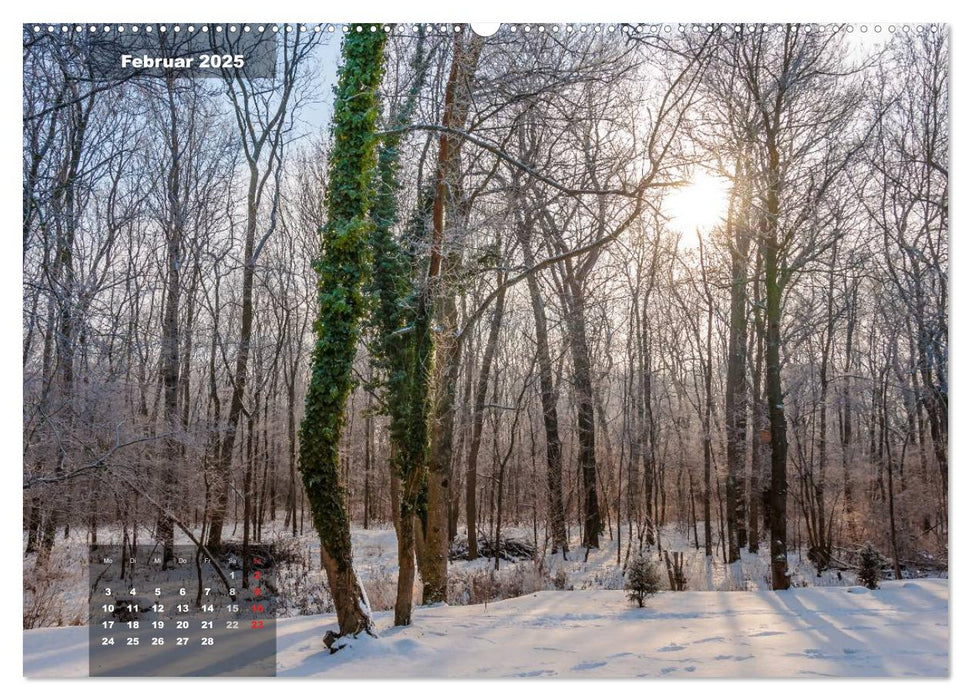 Zauberhafte Waldlandschaften (CALVENDO Wandkalender 2025)