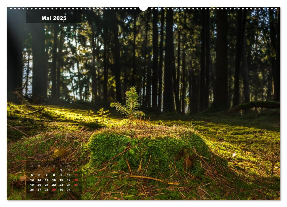 Zauberhafte Waldlandschaften (CALVENDO Wandkalender 2025)