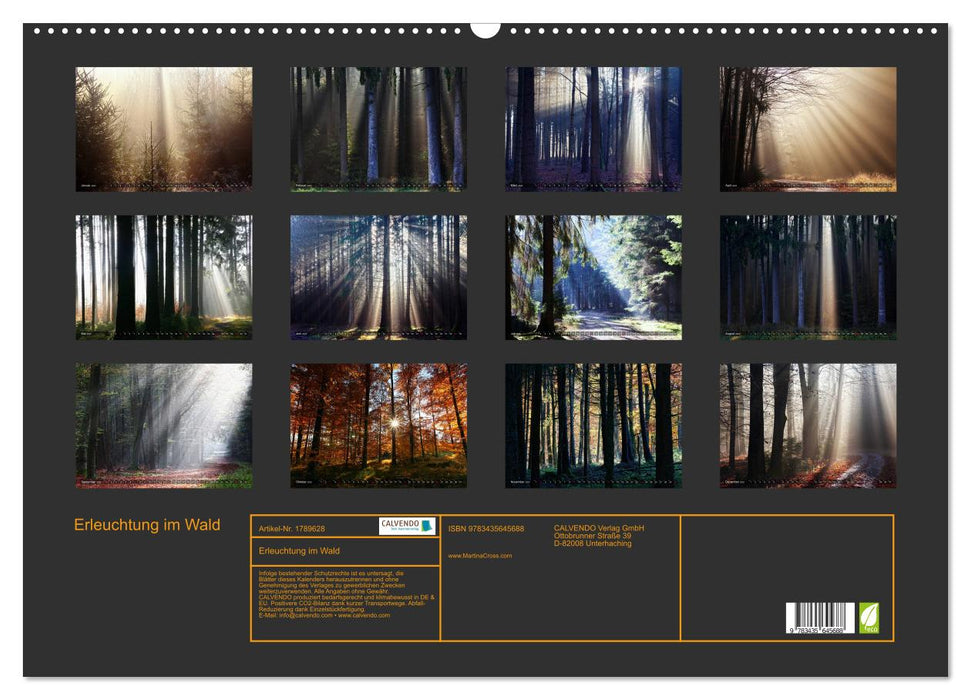 Erleuchtung im Wald (CALVENDO Wandkalender 2025)