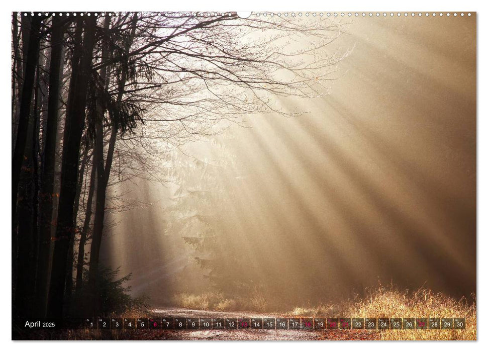 Erleuchtung im Wald (CALVENDO Wandkalender 2025)