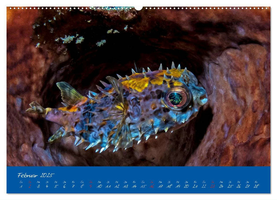 Meer sehen - Abenteuer Tauchen (CALVENDO Wandkalender 2025)