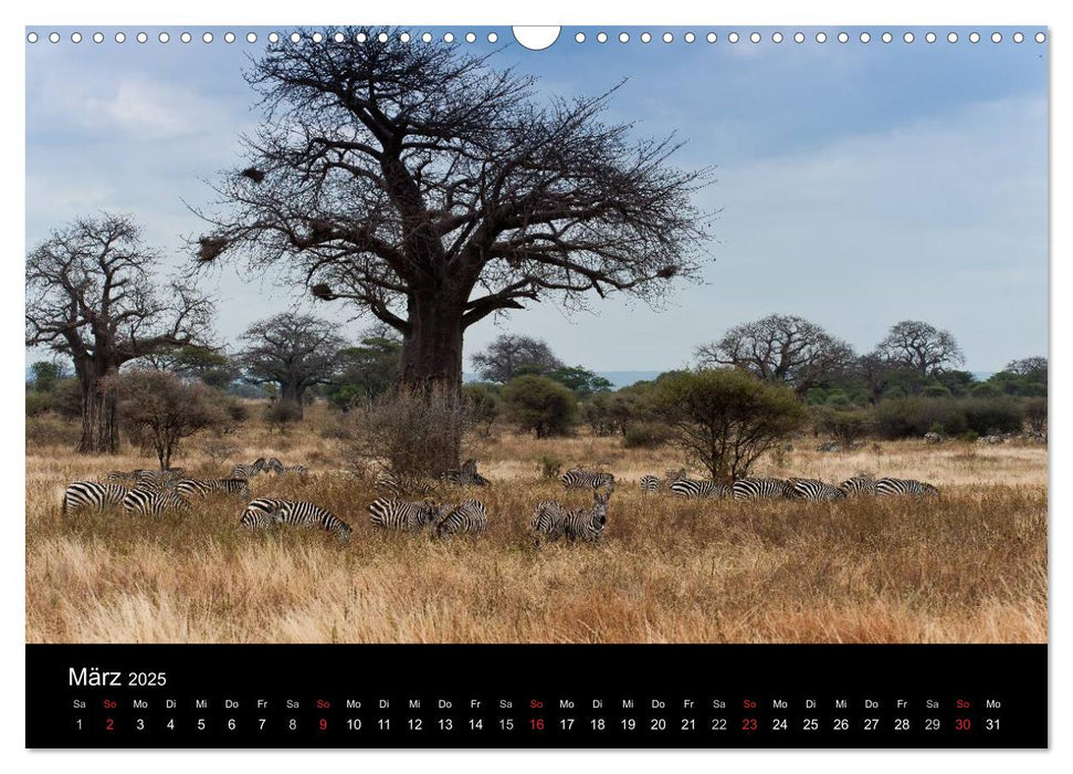 Zebras - Faszination der Streifen (CALVENDO Wandkalender 2025)