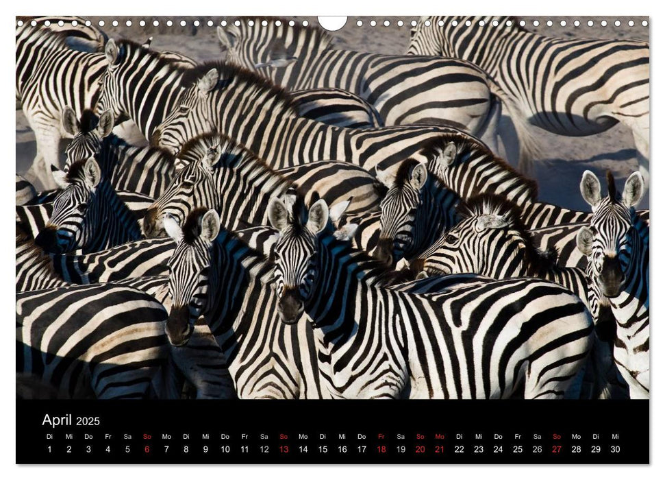 Zebras - Faszination der Streifen (CALVENDO Wandkalender 2025)