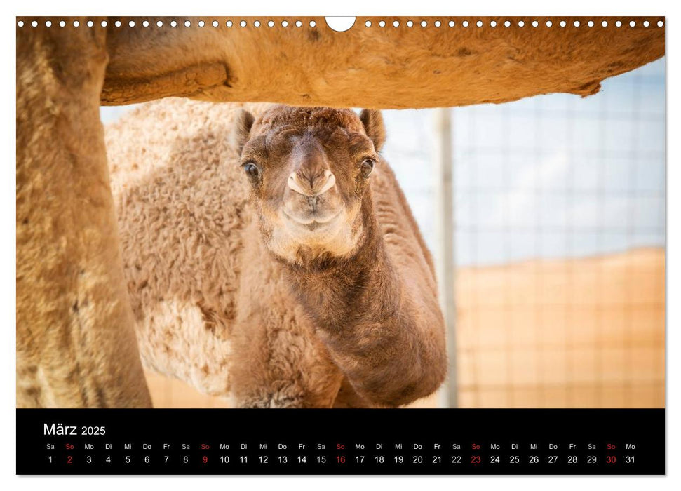 Oman - Die Wüste Wahiba (CALVENDO Wandkalender 2025)