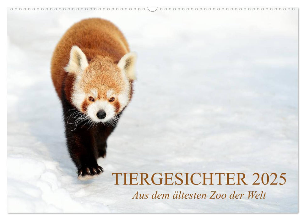 Tiergesichter 2025 (CALVENDO Wandkalender 2025)