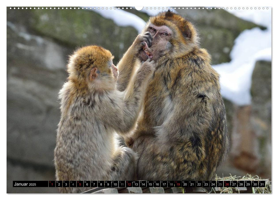 Tiergesichter 2025 (CALVENDO Wandkalender 2025)