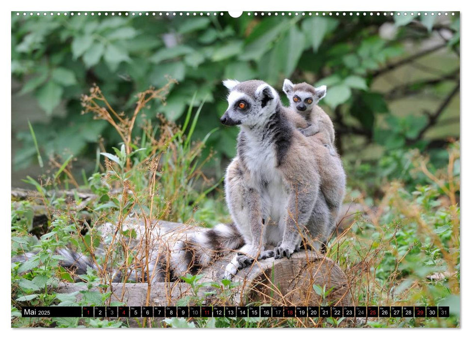 Tiergesichter 2025 (CALVENDO Wandkalender 2025)